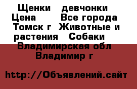 Щенки - девчонки › Цена ­ 2 - Все города, Томск г. Животные и растения » Собаки   . Владимирская обл.,Владимир г.